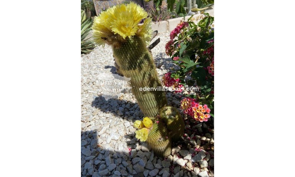 Resale - Country House - Catral