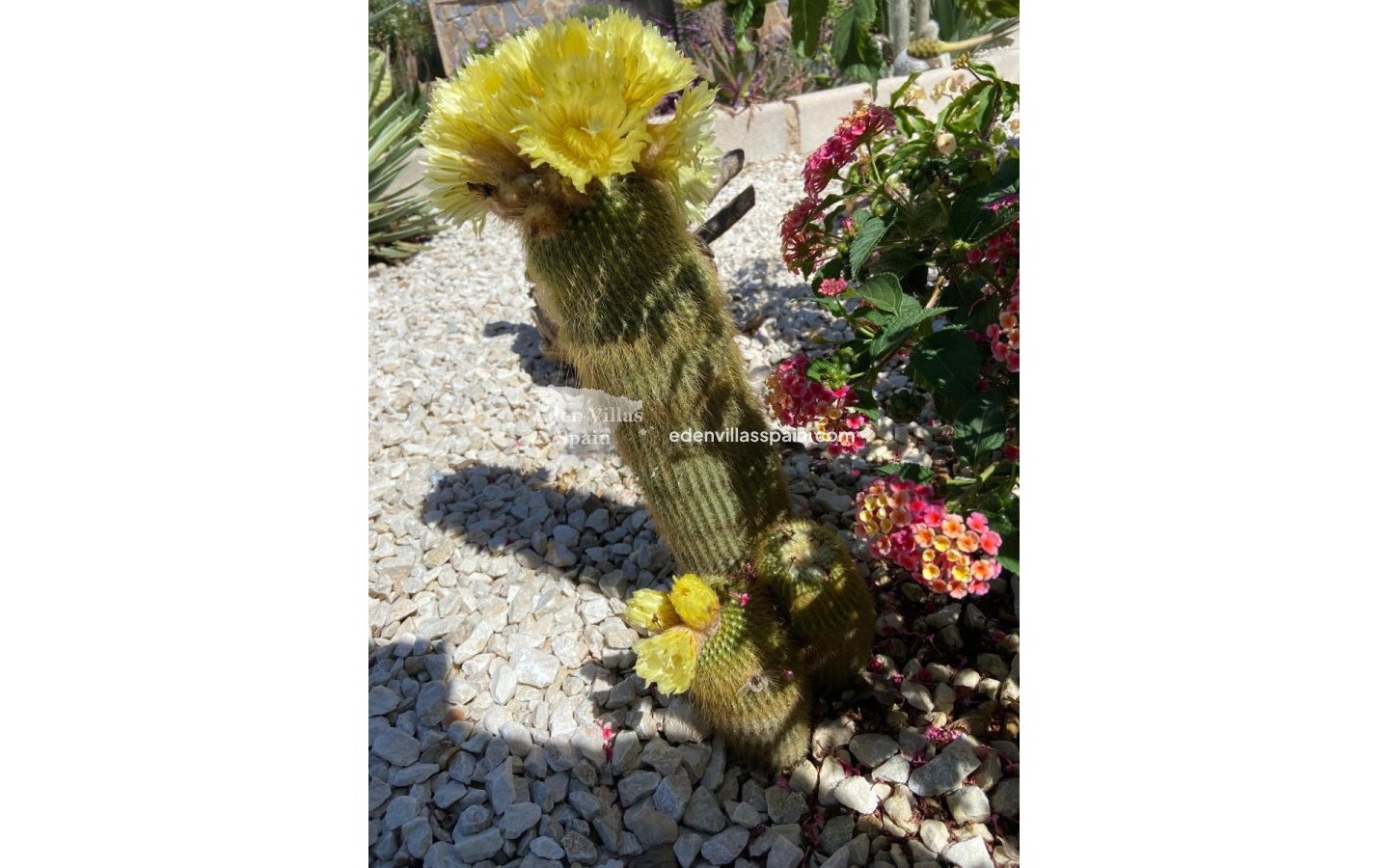 Resale - Country House - Catral