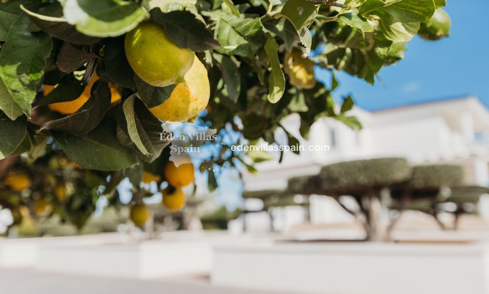 Segunda Mano - Casa de campo - Elche
