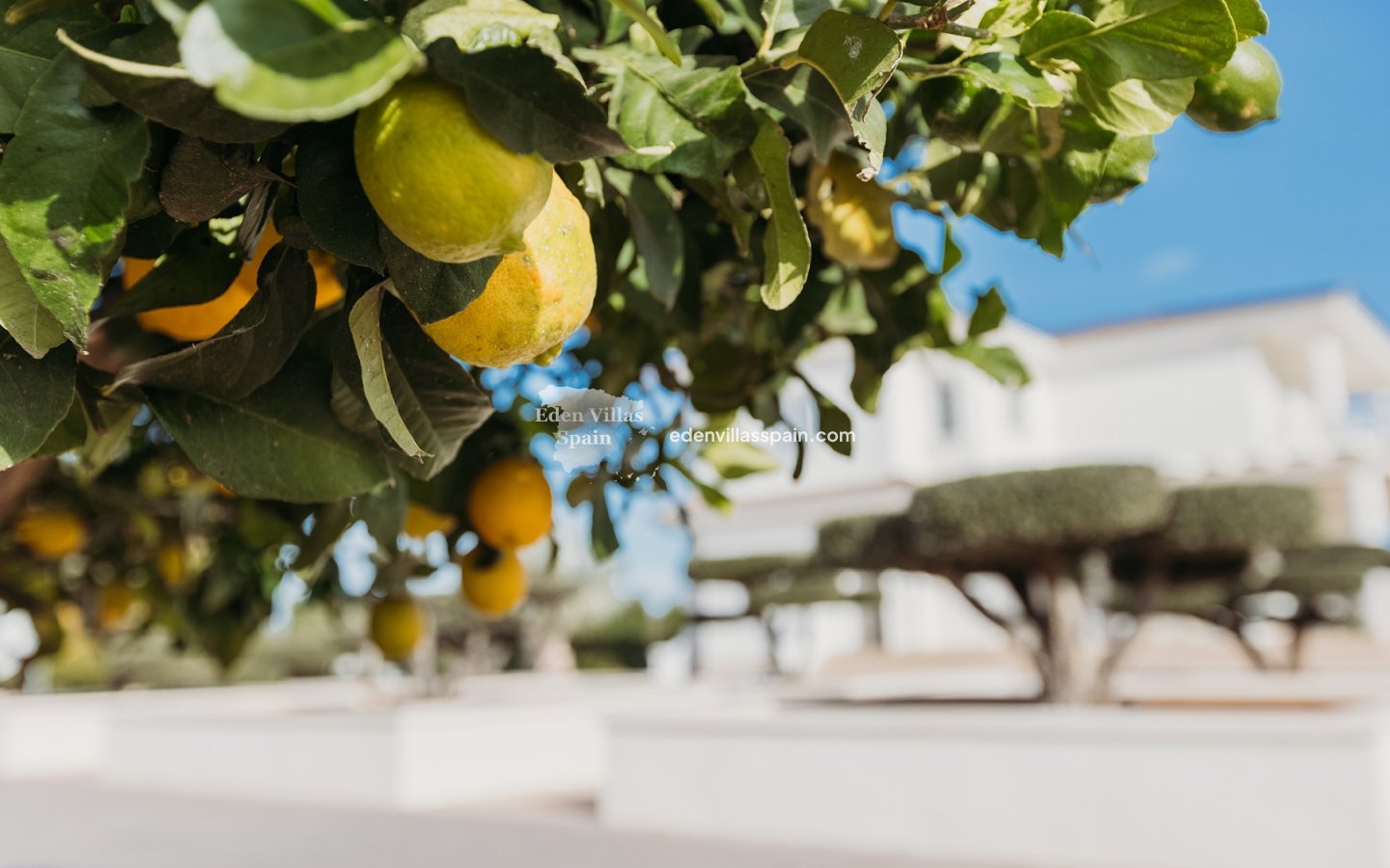 Segunda Mano - Casa de campo - Elche