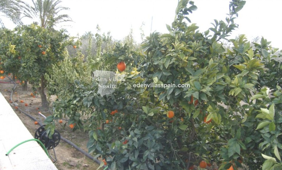 Segunda Mano - Casa de campo - Elche