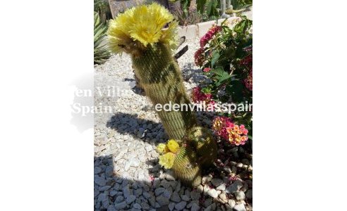 Segunda Mano - Casa de campo - Catral