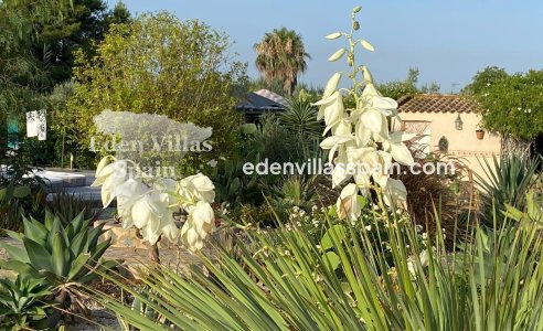 Segunda Mano - Casa de campo - Catral
